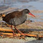 Bad Breath Blues? How a Water Flosser Electric Toothbrush Can Help