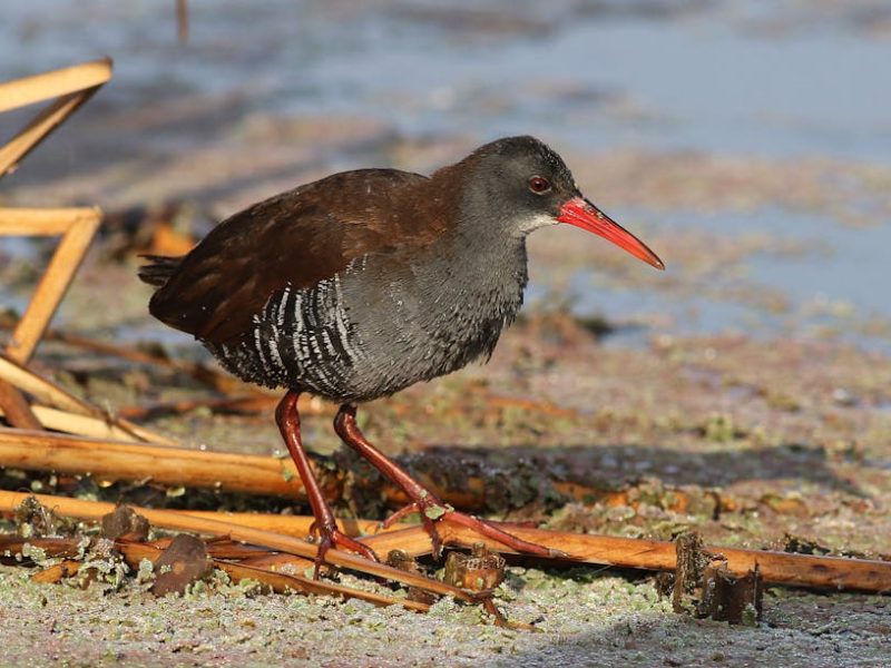 Bad Breath Blues? How a Water Flosser Electric Toothbrush Can Help