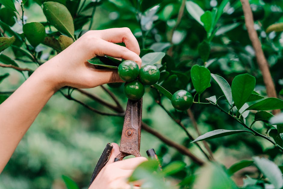 Close-up of a person using garden shears to harvest green limes from a tree.