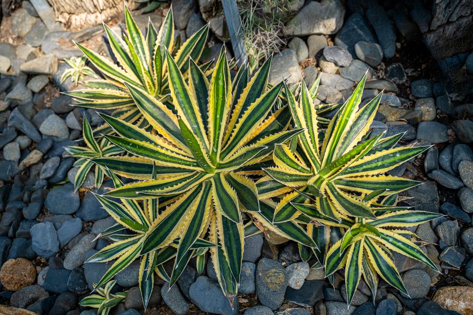Top view of Agave lophantha quadricolor with green and yellow leaves on ground with stones