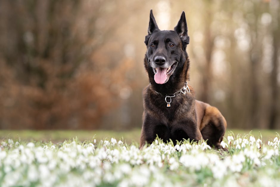 Martingale Dog Collar: What No One Tells You Before Buying