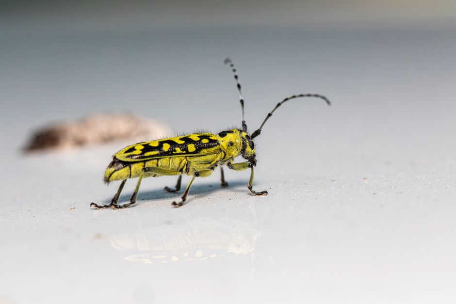 A close-up of a yellow longhorn beetle on a white surface, showcasing its vibrant colors and details.
