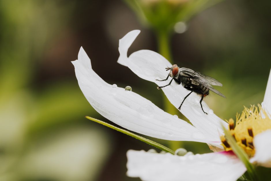 Detailed macro shot of a fly resting on a dewy white flower petal in nature.