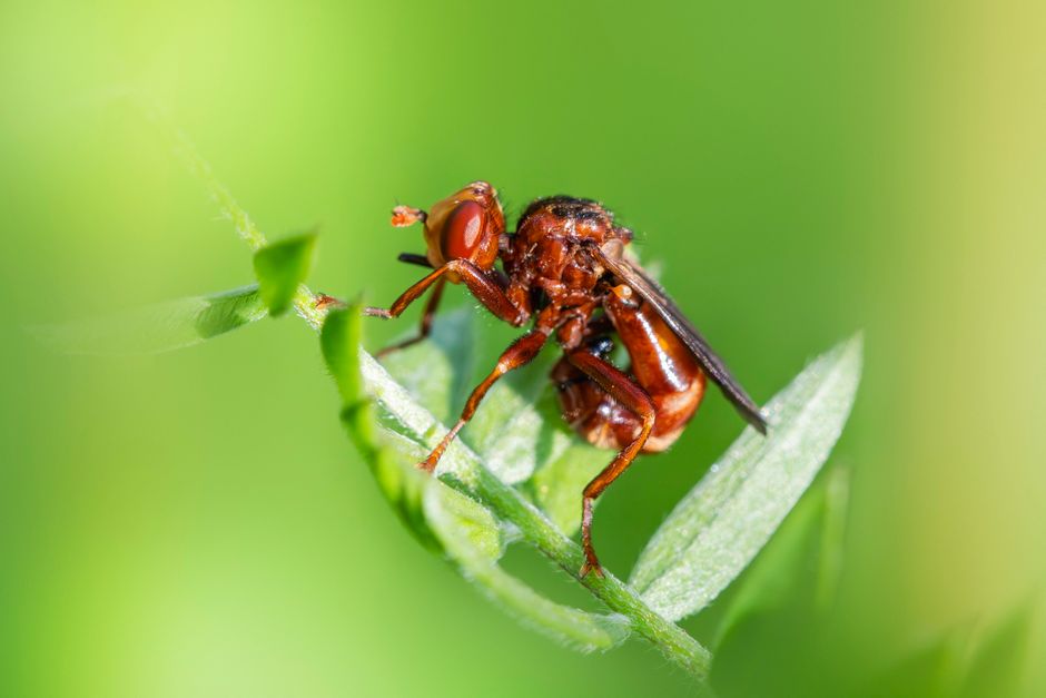 Detailed macro shot of a Sicus ferrugineus resting on a green leaf in a natural setting.