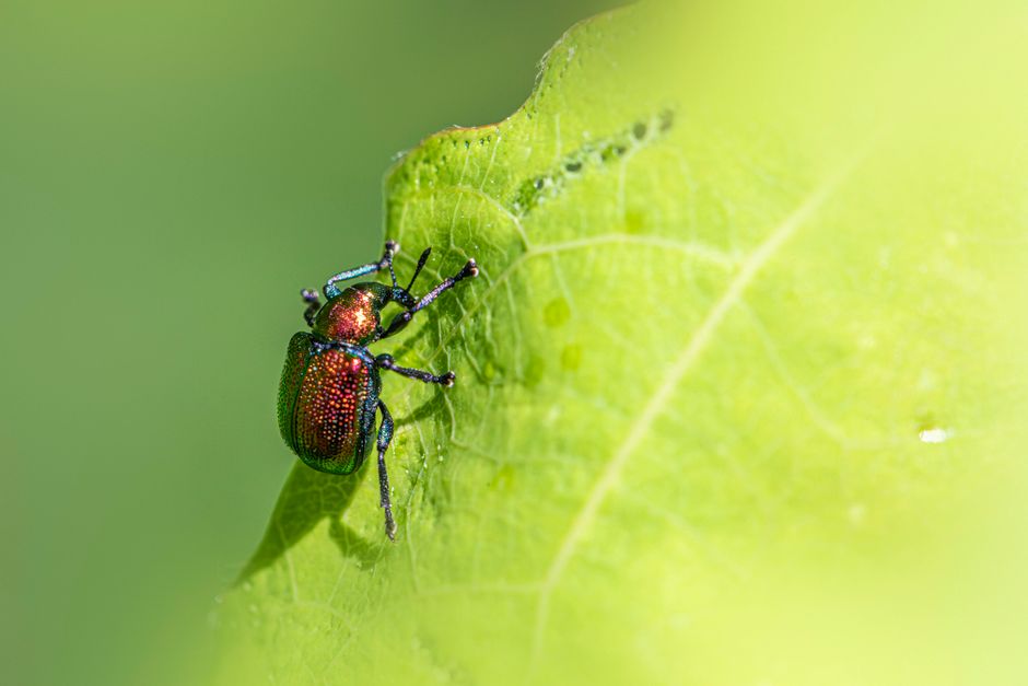 Macro shot of an Aspen leaf-rolling weevil (Byctiscus populi) on a vibrant green leaf.