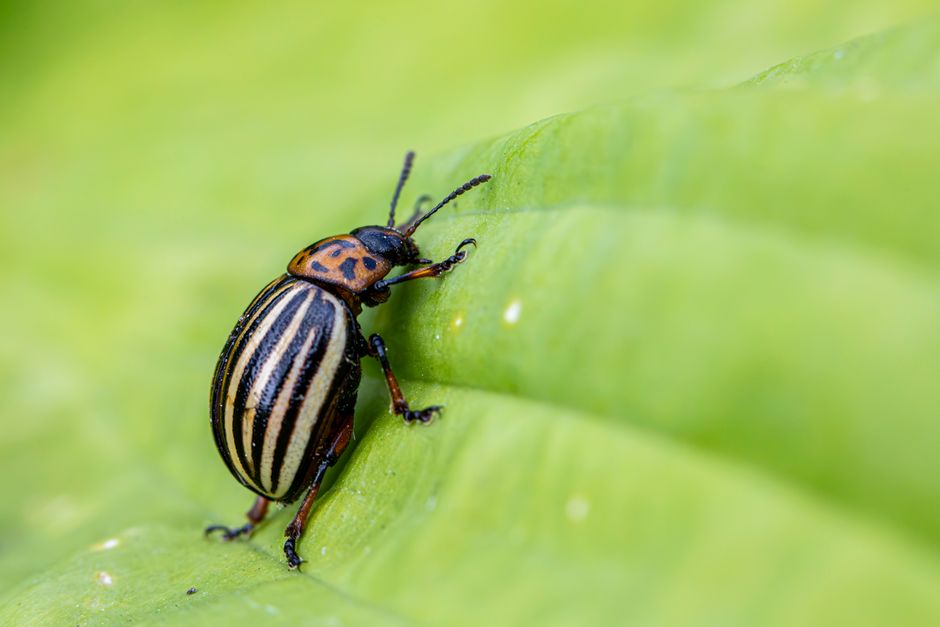 Macro shot of a Colorado potato beetle (Leptinotarsa decemlineata) crawling on a green leaf.
