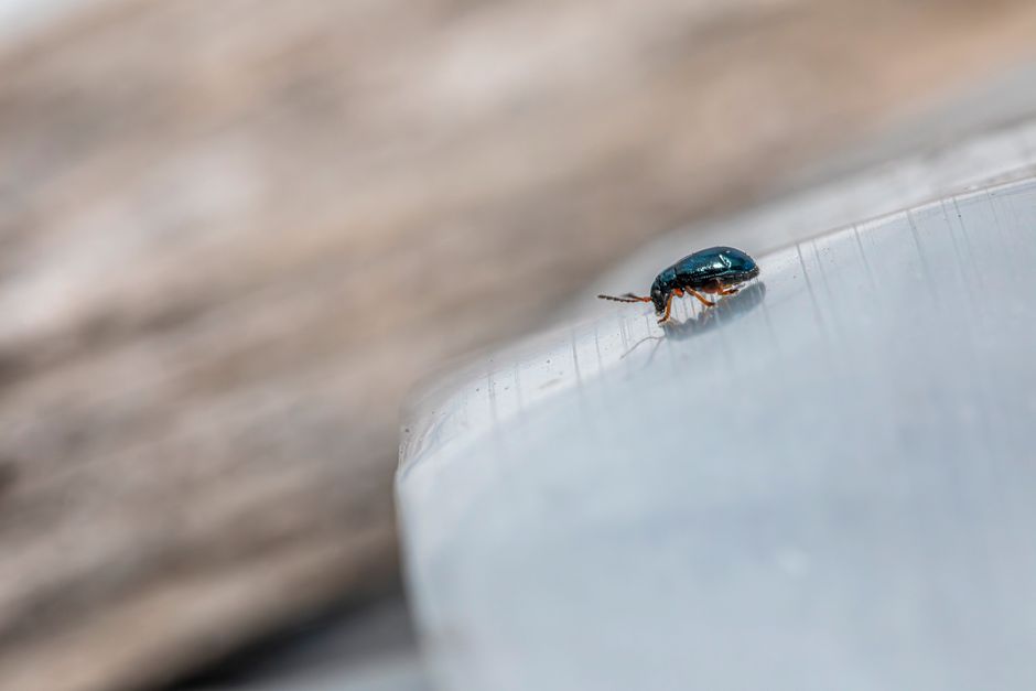 A detailed macro shot of a beetle on the edge of a natural surface, showcasing its intricate features.