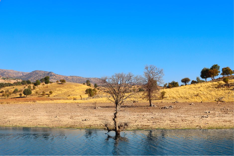 A solitary tree stands by a calm water body with mountains in the background.