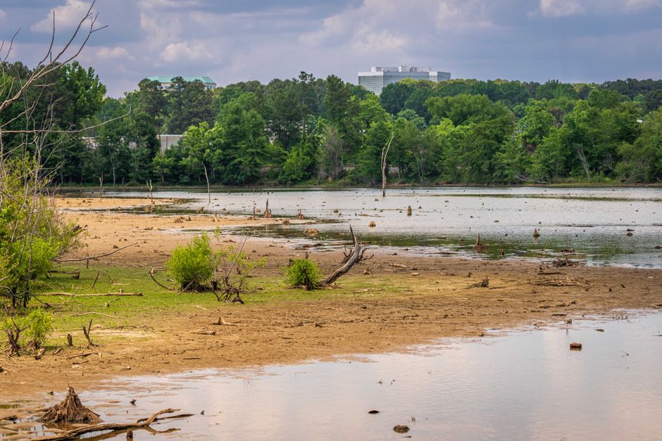 Peaceful lake scene with lush trees, muddy shores, and distant urban structures.