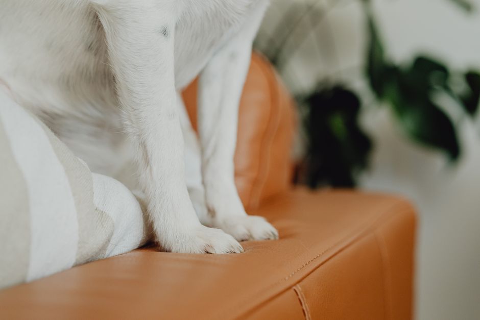 White dog's paws rest on a stylish leather sofa with indoor plant decor.