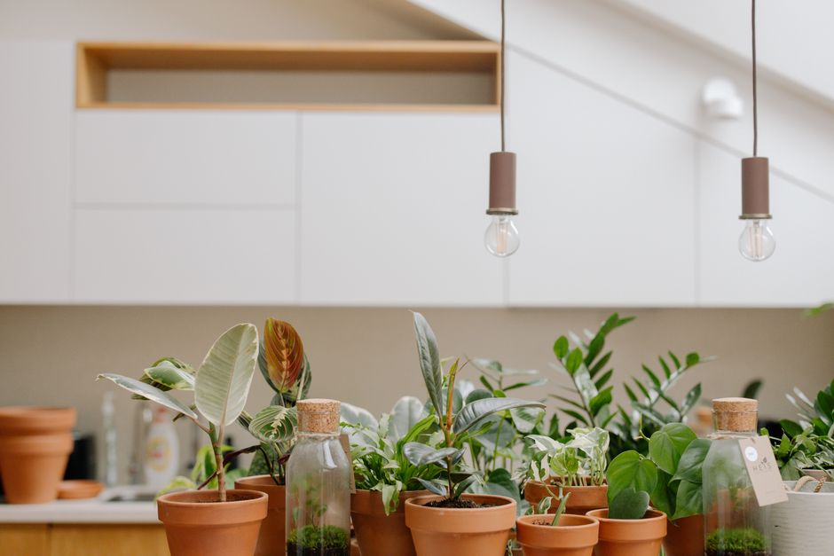 A variety of houseplants in clay pots with terrariums, set in a modern kitchen.