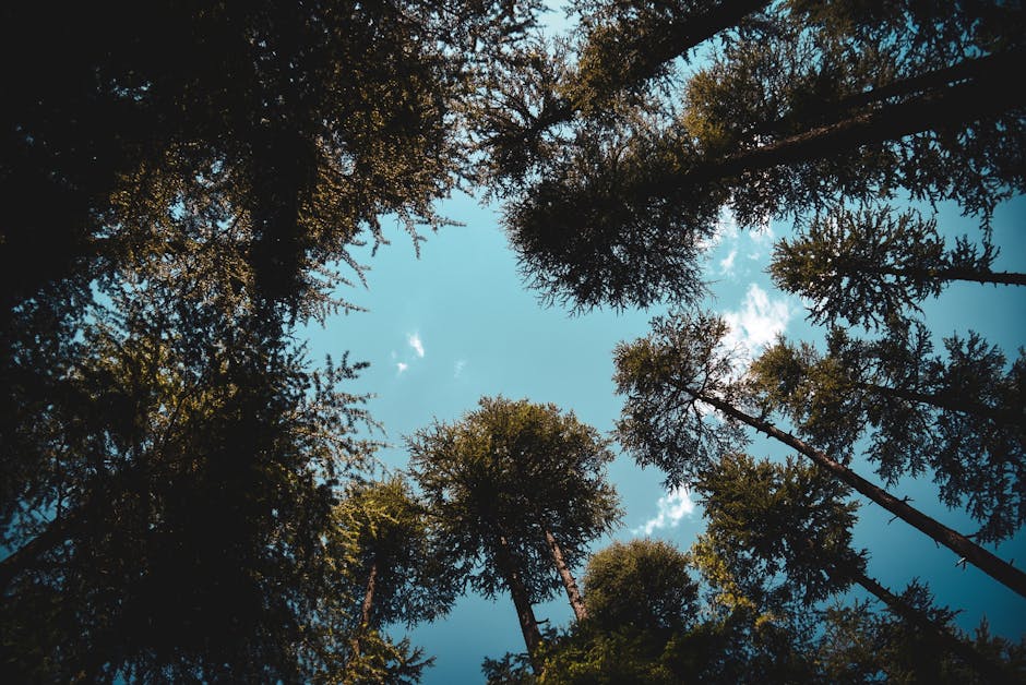 View from below of tall trees in a lush forest in Kalam, Pakistan, with clear sky above.
