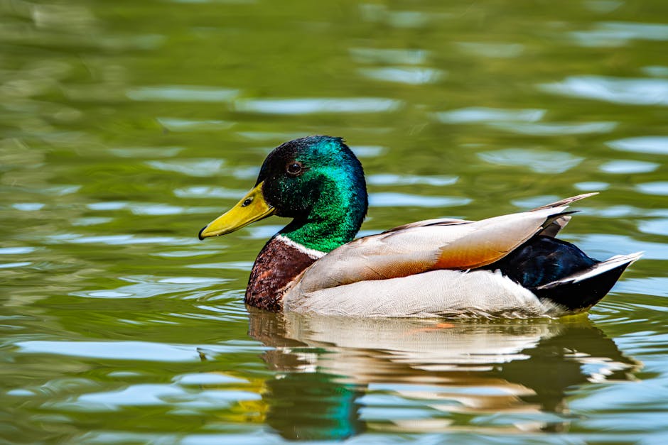 Duck Decoy Storage Solutions to Keep Your Garage Functional